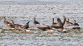 104_Biebrza - marzec 2013